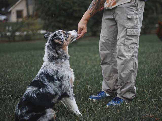 Australian Shepherd being trained by Our Trainers from The K9 Academy